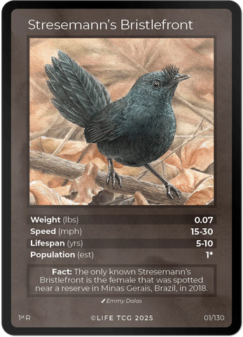 B001R Stresemann's Bristlefront Rare