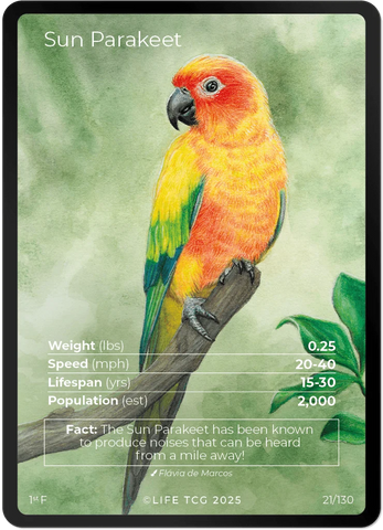 B021F - Sun Parakeet Full Art