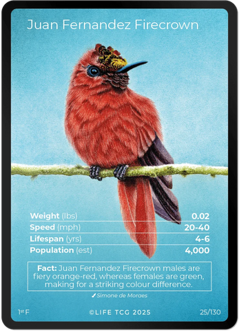B025FA - Juan Fernandez Firecrown Full Art