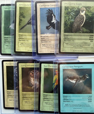 Birds Holo's
