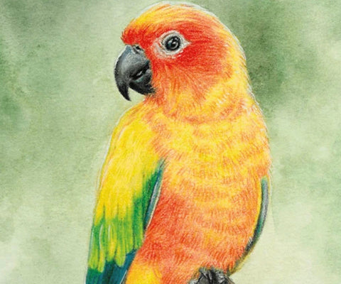 Birds Singles