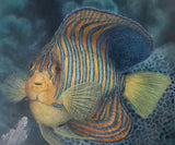 Fish Singles - COMING SOON