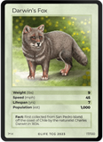 M017H- Darwin's Fox Holo