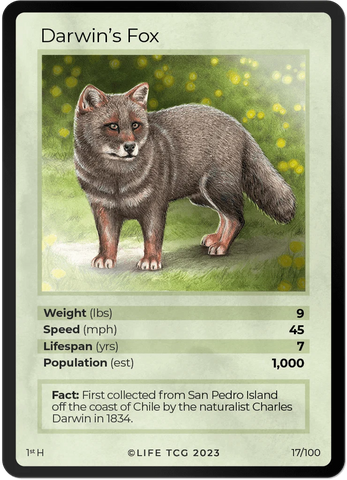 M017H- Darwin's Fox Holo
