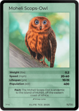 B015H Moheli Scops-Owl Holo
