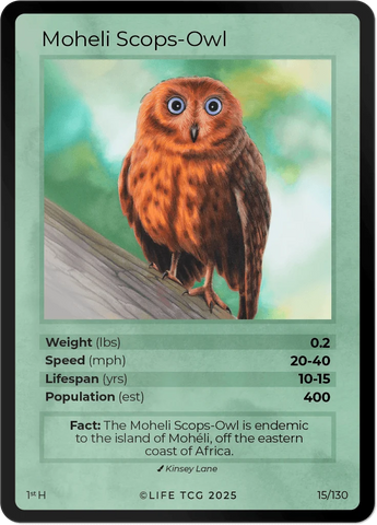 B015H Moheli Scops-Owl Holo