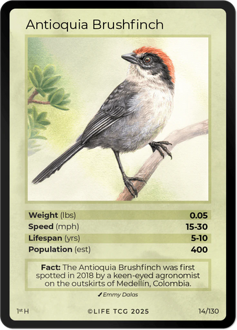 B014H Antioquia Brushfinch Holo