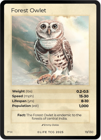 B019H Forest Owlet Holo