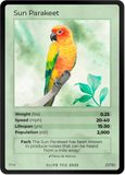 B021H Sun Parakeet Holo