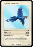 B027H Hyacinth Macaw Holo