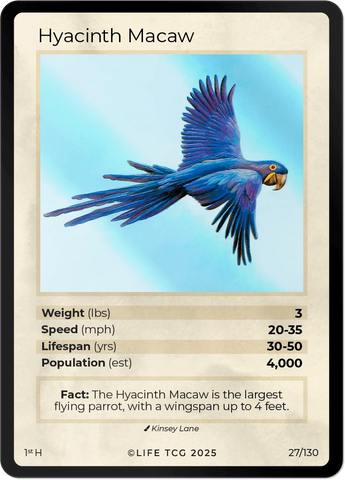 B027H Hyacinth Macaw Holo