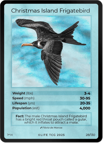 B028H Christmas Island Frigatebird Holo