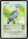 B029H Shoebill Holo