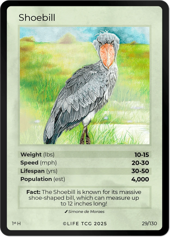 B029H Shoebill Holo