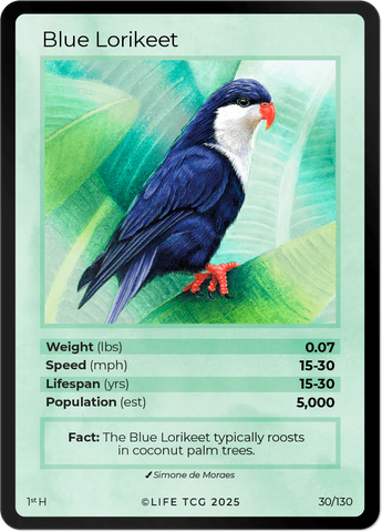 B030H Blue Lorikeet Holo