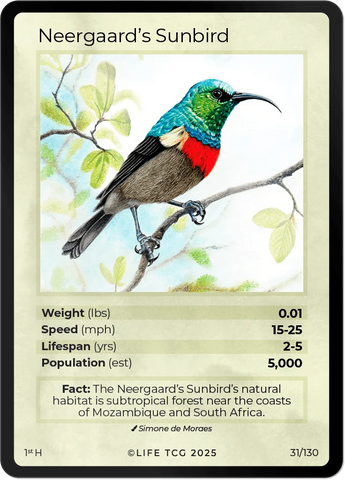 B031H Neergaard's Sunbird Holo