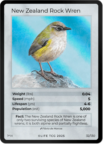B032H New Zealand Rock Wren Holo