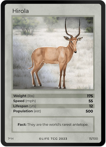 M015H - Hirola Holo